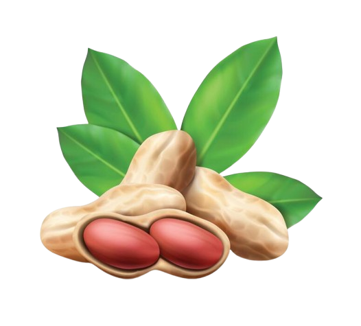 Groundnut Oil Icon